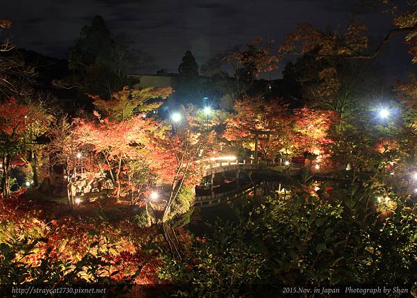 永觀堂夜楓19.jpg