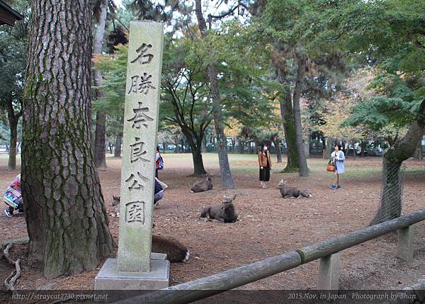 東大寺03.jpg