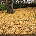 嵐山25-常寂光寺，滿地銀杏