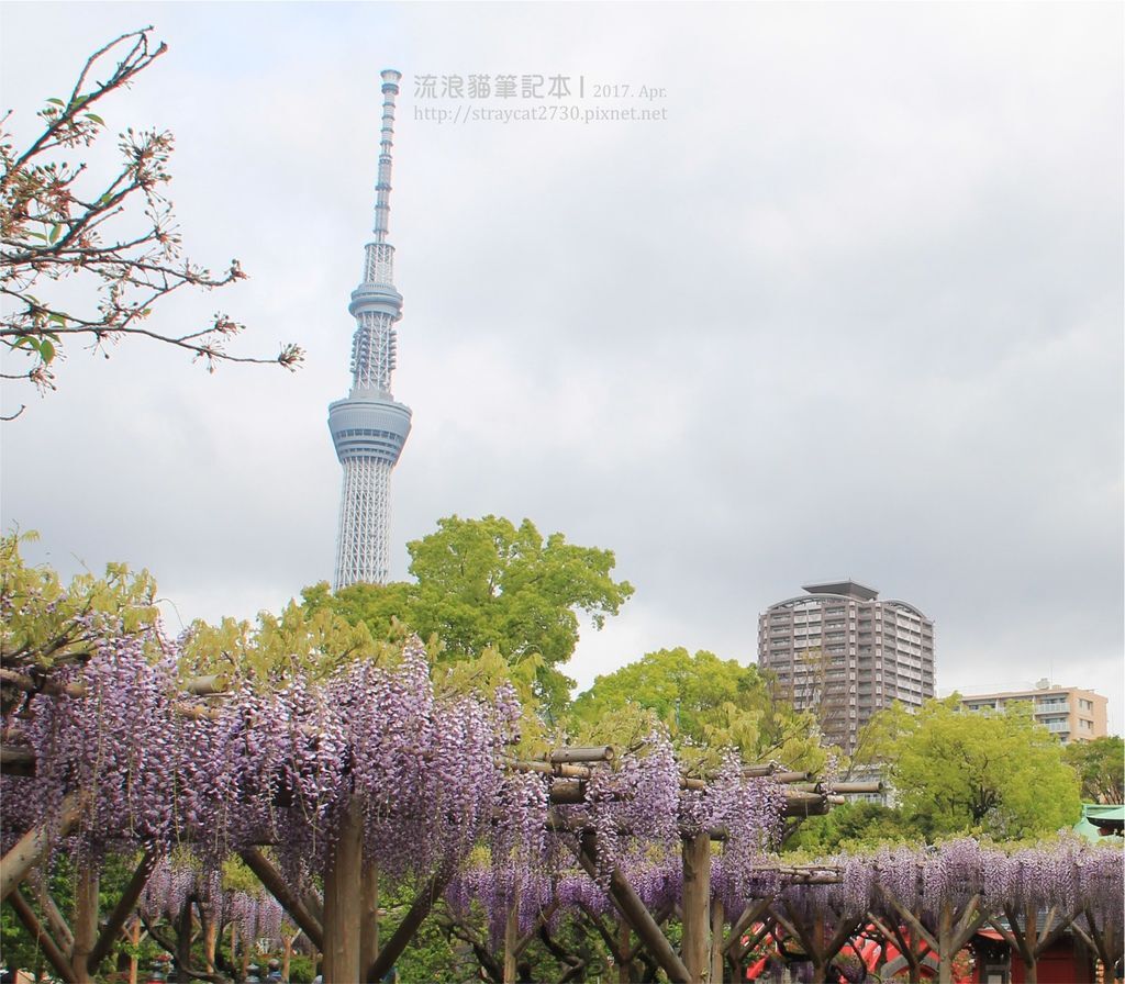 日本東京 賞花 上野賞花一日行程 浪漫紫藤花海 象徵富貴的牡丹花 淺草鰻魚飯 流浪貓筆記本 痞客邦