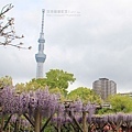 20170427-04日本東京龜戶天神社-紫藤