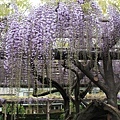 20170427-07日本東京亀戶天神社-紫藤