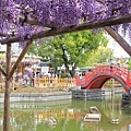 20170427-11日本東京龜戶天神社-紫藤