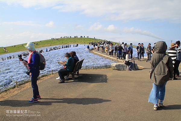 20170428-26日本茨城-日立海濱公園-粉蝶花