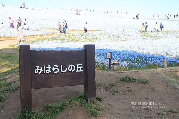 20170428-35日本茨城-日立海濱公園-粉蝶花