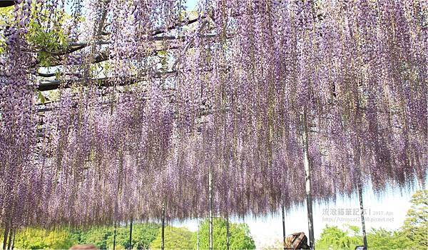 20170430-30日本枥木-足利紫藤花公園-大長藤