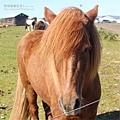 20170710A-06b冰島自助行。冰島馬-頭上毛髮旁分