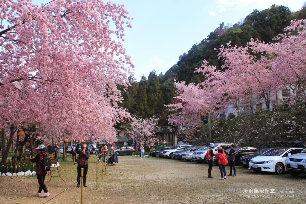 20180302恩愛農場賞櫻09.jpg