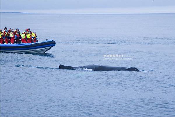 0714pixnetA-17冰島北部-Húsavík(胡薩維克)賞鯨，Humpback whale 座頭鯨又名大翅鯨