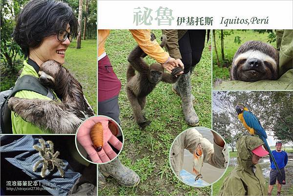 南美祕魯-Iquitos02伊基托斯-亞馬遜雨林探險，樹懶，釣食人魚