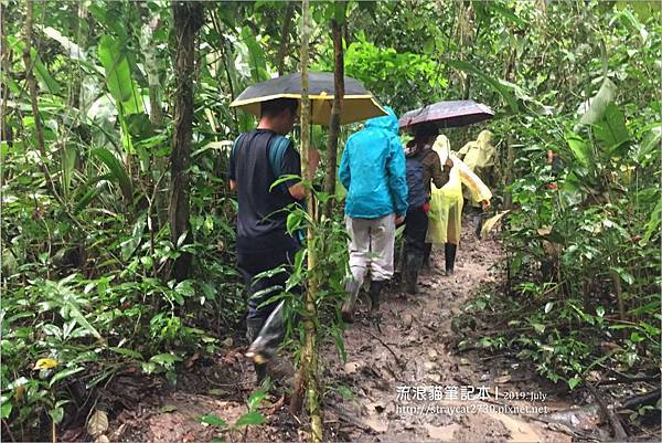 南美祕魯-Iquitos28伊基托斯-亞馬遜雨林探險