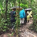 南美祕魯-Iquitos28伊基托斯-亞馬遜雨林探險