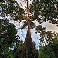 南美祕魯-Iquitos31伊基托斯-亞馬遜雨林探險，叢林巨木