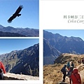 南美祕魯-Colca Canyon01科卡峽谷-參加當地旅遊團科卡峽谷二日遊，近距離欣賞安地斯神鷹，不用望遠鏡