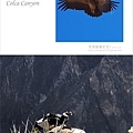 南美祕魯-Colca Canyon18.jpg