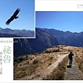 南美祕魯-Colca Canyon22科卡峽谷二日遊-科卡峽谷是世界第二深的峽谷(3270m)，也是觀賞安地斯神鷹Cóndor的熱門景點