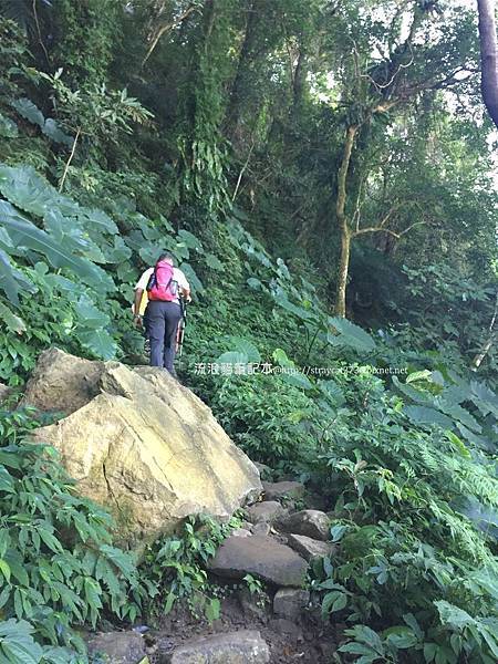 桃園登山-溪洲山12.jpg