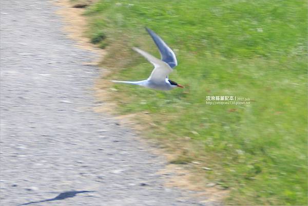 0715pixnet-冰島-北極燕鷗03飛行距離最遠的候鳥，平均一生的飛行可往返月球一趟