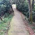 桃園登山健行-五酒桶山步道08-稜線水泥步道，兩旁皆樹林