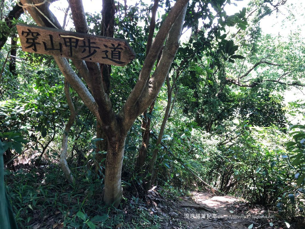 桃園登山健行-五酒桶山步道35.jpg