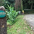 桃園東眼山17-平緩的景觀步道，走進柳杉林，做森林SPA