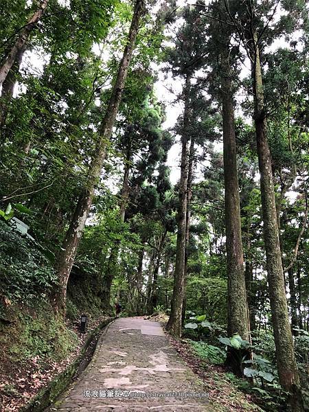 桃園東眼山19-平緩的景觀步道，走進柳杉林，做森林SPA