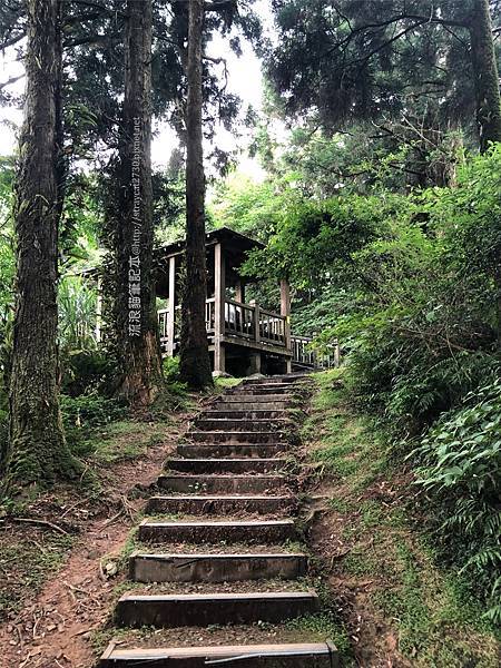 桃園東眼山24-東眼山自導式步道，往東眼山三角點