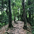 桃園東眼山25-東眼山自導式步道，往東眼山三角點