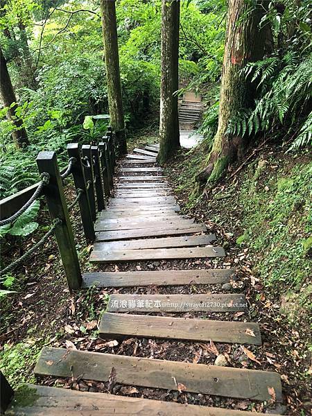 桃園東眼山43-自導式步道