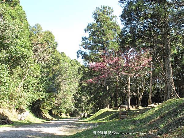 桃園東眼山56-鋪上碎石子的東眼山林道，寬敞平緩，有觀景台、休息區，也是往東滿步道登山口的路徑