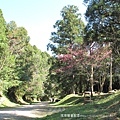桃園東眼山56-鋪上碎石子的東眼山林道，寬敞平緩，有觀景台、休息區，也是往東滿步道登山口的路徑
