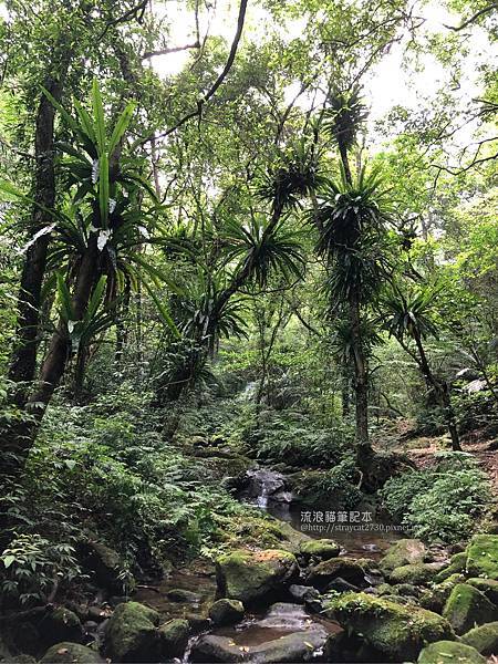 新北瑞芳-三貂嶺越嶺猴硐步道47.jpg