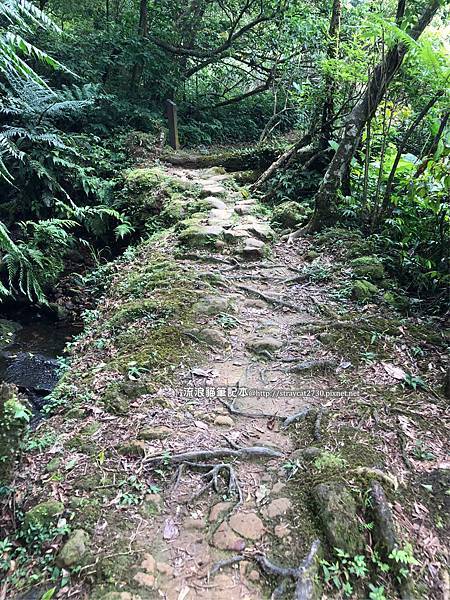 新北瑞芳-三貂嶺越嶺猴硐步道48.jpg