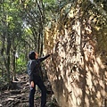 台北大崙頭山11-大石頭上的樹影，如大自然畫作