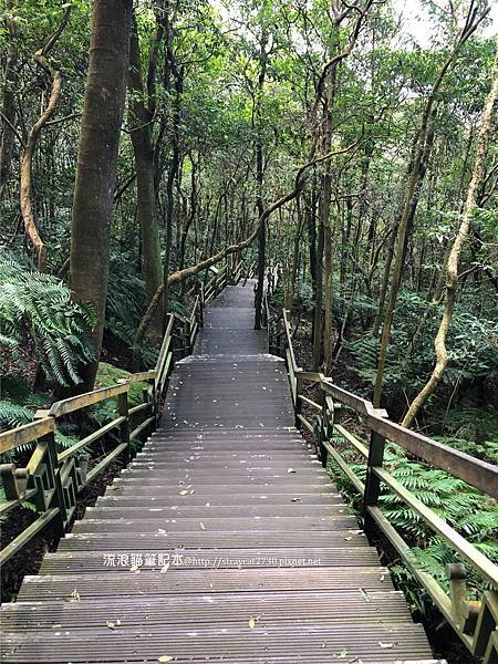 台北大崙頭山37-大崙頭山，森林木棧步道