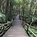 台北大崙頭山37-大崙頭山，森林木棧步道