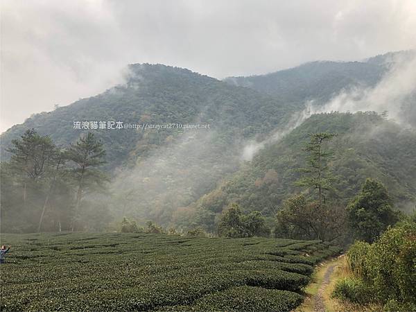 南投-帖比倫瀑布一日遊，部落的茶園，日夜溫差大，多雲霧