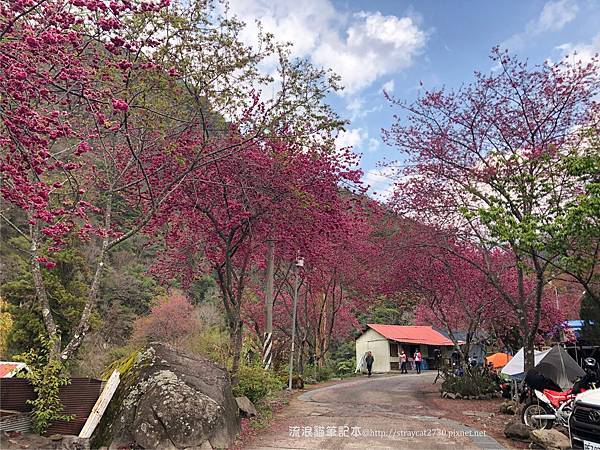 南投-帖比倫瀑布遊32一日遊，泰雅族部落紅香部落，有溫泉也有露營區，櫻花盛開