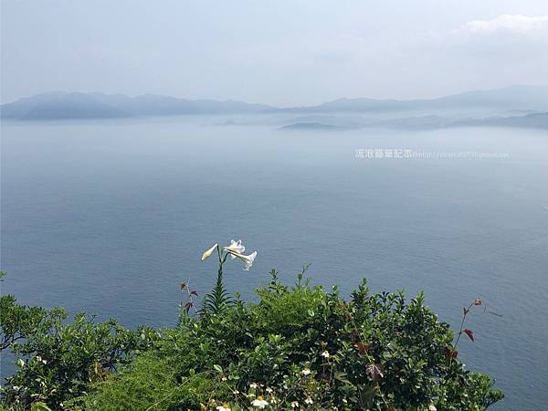 基隆嶼43a-基隆嶼的百合恣意生長，島內盛開，就連山崖邊都能生長