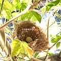綠繡眼鳥巢03-0513一顆蛋，最終兩隻小鳥.jpg