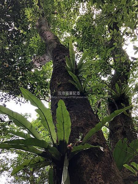 【台北大縱走6】A11巢蕨