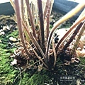 密毛小毛蕨22-具短橫走莖，密生褐色被針形鱗片