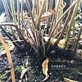 密毛小毛蕨26-橫走的根莖部位粗肥
