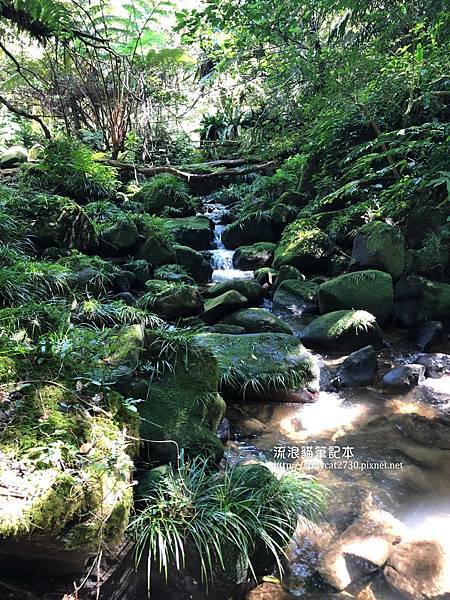 桃園步道-打鐵寮古道25-樹蔭下溪水旁，夏季涼爽的步道