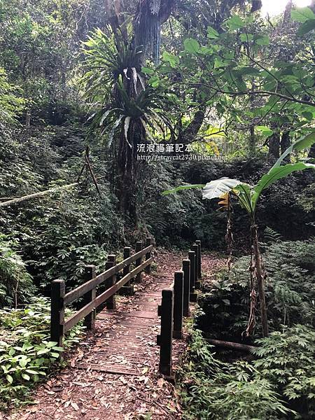 【小百岳】苗栗馬那邦山37-林蔭步道，可見桫欏、鳥巢蕨