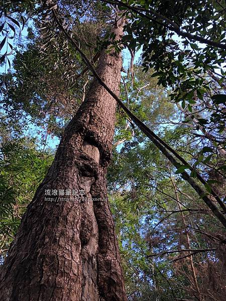 谷關七雄-唐麻丹山14.jpg