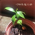 竹柏種植01-種子盆栽種植紀錄