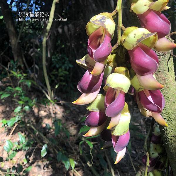 小百岳-桃園溪洲山15-血藤花