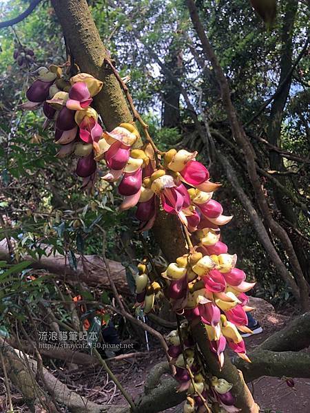 小百岳-桃園溪洲山16-血藤花，下午陽光照射