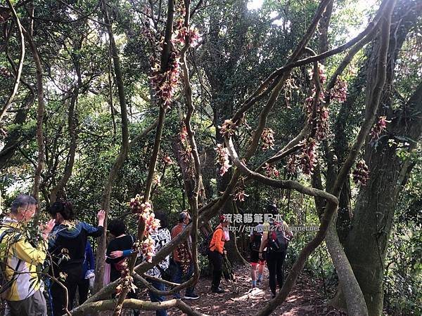 小百岳-桃園溪洲山17-由福山巖步道上山，往溪洲山方向約7分鐘可賞花